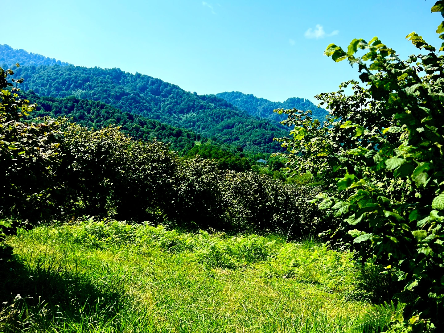 Our plantation in Guria 1