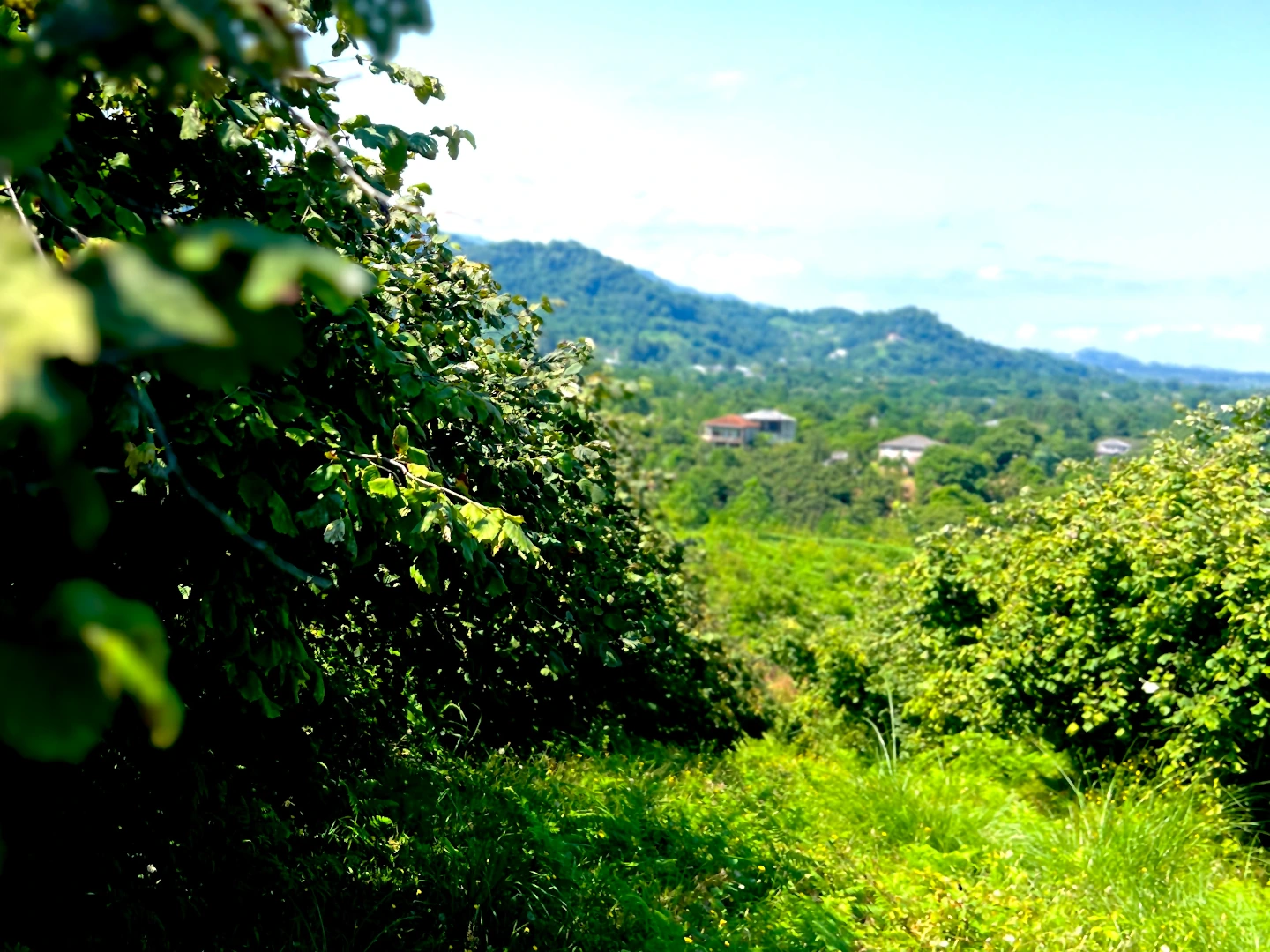 Our plantation in Guria 3