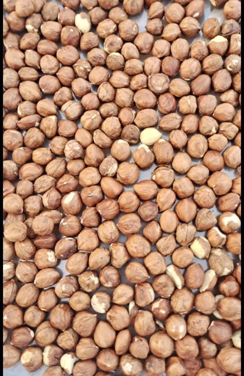Dried hazelnut kernels, unroasted