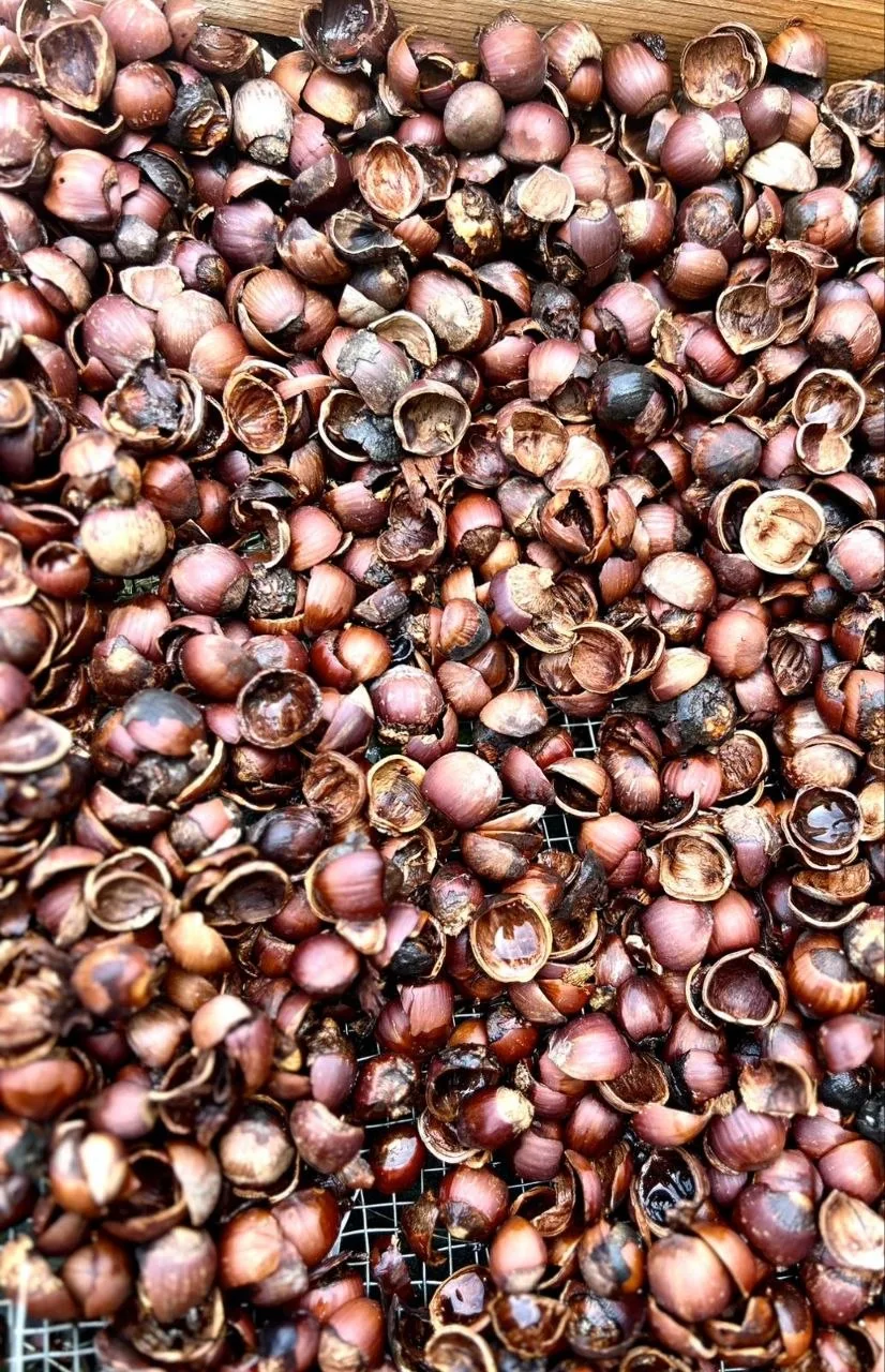 Hazelnut shells